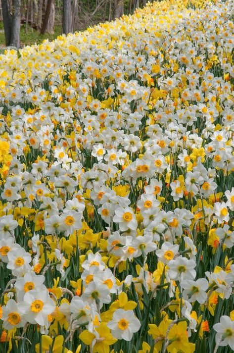 Spring Wallpaper Daffodils, Yellow Daffodils Wallpaper, Daffodil Wallpaper Iphone, Dafodill Flower Aesthetic, Dafadills Flowers, Fancy Daffodils, Daffodils Landscape, Daffodil Flower Aesthetic, Daffodil Background