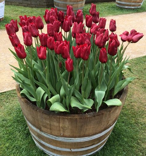 Tulip display Container Garden. I took this picture at the Bowral Tulip Festival, NSW Australia Tulip Arrangement Ideas, Tulip Arrangement, Walls Ideas, Garden Walls, Tulips Arrangement, Container Garden Design, Short Plants, Tulip Festival, Tulips Garden