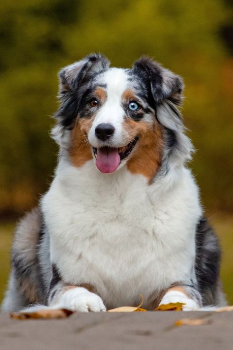 Australian Shepherd Two Colored Eyes, Dogs With Different Colored Eyes, Dogs With Two Different Eye Colors, Dog With Two Different Colored Eyes, One Blue Eye One Brown Eye, Australian Shepherd With Blue Eyes, Aussie Shepherd Blue Merle, Dogs With Blue Eyes, Australian Shepherd Blue Eyes