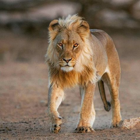 @lions Blondie.⠀ Phot Lineart Ideas, Lion Reference, Lion Background, Lion Lioness, Lion Sketch, Panthera Leo, Lion Photography, Lions Photos, Lion And Lioness