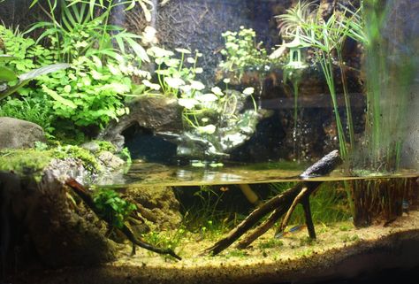 10 Gallon Paludarium, Firebelly Toad, Amazon Aquarium, Paludarium Waterfall, Aquatic Turtle Habitat, Fishbowl Terrarium, Tree Frog Terrarium, Tiger Salamander, Frog Terrarium