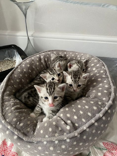 Grey Bengal Kitten, Grey Bengal Cat, Bengal Cat Kitten, Bengal Kitten, Bengal Cat, Cute Kittens, Kittens Cutest, Cats And Kittens, Bean Bag Chair