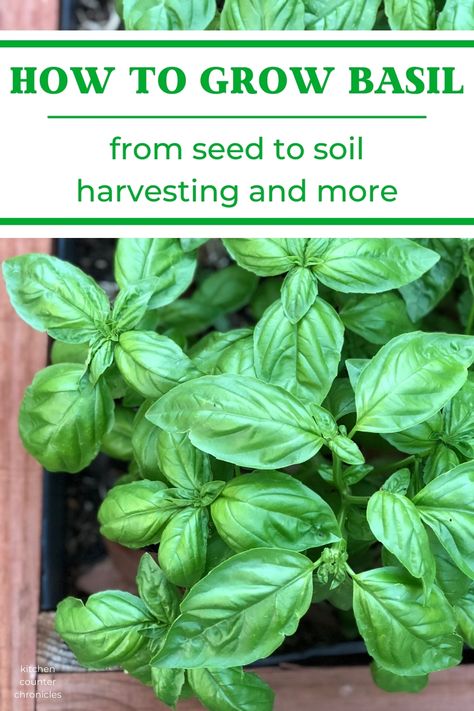 Everything you need to know about growing basil. Learn how to start basil from seed, how to plant and grow basil and how to harvest basil. A great basil growing guide for beginners. #herbgarden #gardenideas #beginnergardening #gardeningtips #basilgrowingtips #howtoprunebasil #howtogrowbasiloutdoors Harvest Basil, Basil Growing, Pruning Basil, Grow Basil, Harvesting Basil, Herbal Garden, Growing Basil, Basil Seeds, Basil Plant