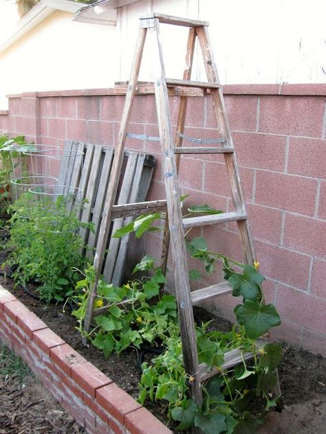 Small Garden Trellis, Diy Garden Trellis Ideas, Ladders In The Garden, Lattice Ideas, Ladder Trellis, Garden Trellis Ideas, Clematis Trellis, Willow Garden, Cucumber Trellis