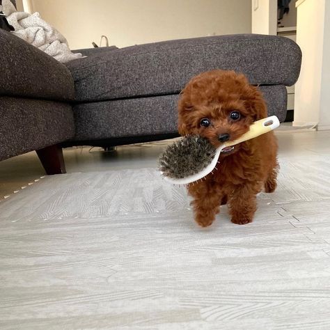 Poodle puppies for sale Yea Cup Poodles, Red Teacup Poodle, Teacup Poodles For Sale Near Me, Toy Poodle Puppies For Sale Near Me, Teacup Puppies For Sale Near Me, Teacup Poodle Full Grown, Black Yorkie Poo, Black Yorkie, Micro Teacup Poodle