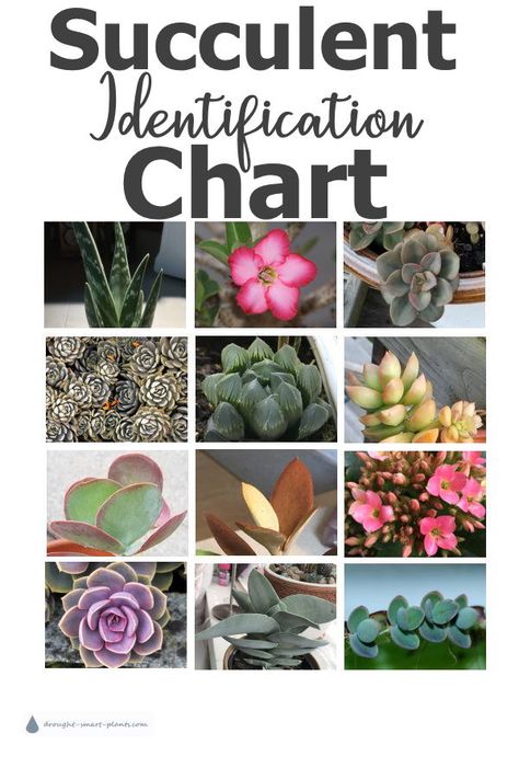 Identify your succulent with this chart Succulent Identification, Tanaman Sukulen, Succulent Names, Kaktus Dan Sukulen, Types Of Succulents Plants, Garden Succulents, Plants Care, Succulent Garden Indoor, Flowering Succulents