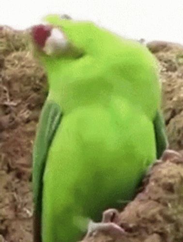 Parrot Gif, Friday Gif, Panda Gif, Animal Fails, Funny Parrots, Bird Gif, Parrot Bird, Cute Gif, Animal Gifs