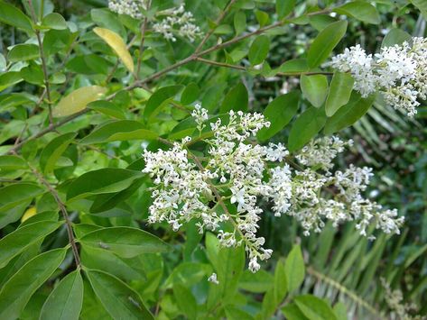 Chinese Privet: A Relentless Invasive — Nashville Tree Conservation Corps Privet Tree, Chinese Privet, Privet Hedge, Conservation Corps, Urban Tree, Dogwood Trees, Invasive Plants, Invasive Species, Buy Plants