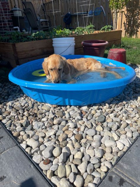 Dog Pool Area, Dog Kiddie Pool, Diy Dog Backyard Ideas, Dog Outside Play Area, Dog Backyard Ideas, Dog Friendly Backyard Landscaping, Dog Yard Ideas, Dog Pool Diy, Dog Pool Ideas