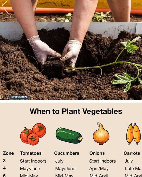 When To Plant Vegetable Garden, Vegetables Ideas, How To Harvest Lettuce, Plant Vegetables, When To Plant Vegetables, Cucumbers And Onions, When To Plant, Grow Food, Types Of Vegetables