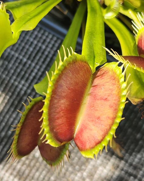 Just waiting... #venusflytraps #venusflytrap #vft #carnivorousplantnerds #carnivorousplant #carnivorousplants #horticulture #greenthumb #horticulture #plantlife #plants #plantsofinstagram #plantsplantsplants #plantphotography #insects #bugs #hobbies #hobby Venus Fly Trap, Fly Traps, Plant Photography, Carnivorous Plants, Plant Life, Horticulture, Green Thumb, Bugs, Insects