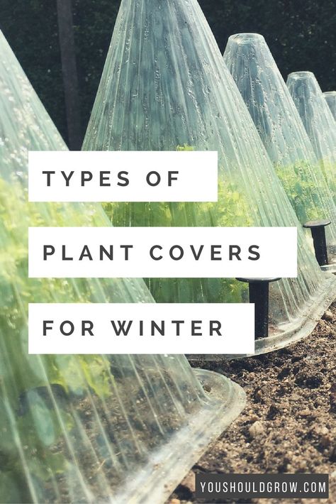 Protect Plants From Frost, Frost Protection For Plants, Growing Winter Vegetables, Winter Veggies, Winter Vegetables Gardening, Outside Plants, Winter Vegetables, Plant Covers, Winter Plants