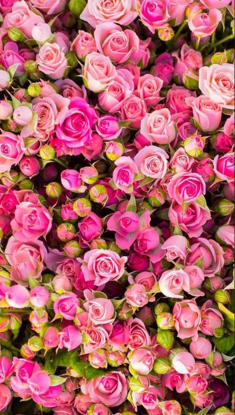 Bed of Roses Garden Rose Bouquet, Nature Iphone Wallpaper, Trendy Flowers, Flower Background Wallpaper, Deco Floral, Flowers Pink, Flower Phone Wallpaper, Vintage Diy, Rose Wallpaper