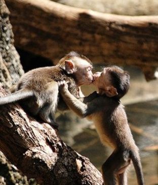 Kissing Monkeys Baboon, Cute Animals Kissing, Red Panda Cute, Animals Kissing, Puppy Kisses, Cute Monkey, Primates, Sweet Animals, Animal Planet