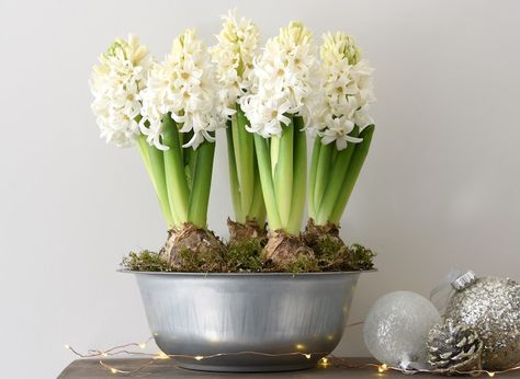 Next stop: Pinterest Hyacinth Bulbs, White Hyacinth, Crocus Bulbs, Summer Flowering Bulbs, Daffodil Bulbs, Flower Bulbs, Tulip Bulbs, Spring Flowering Bulbs, Growing Tips