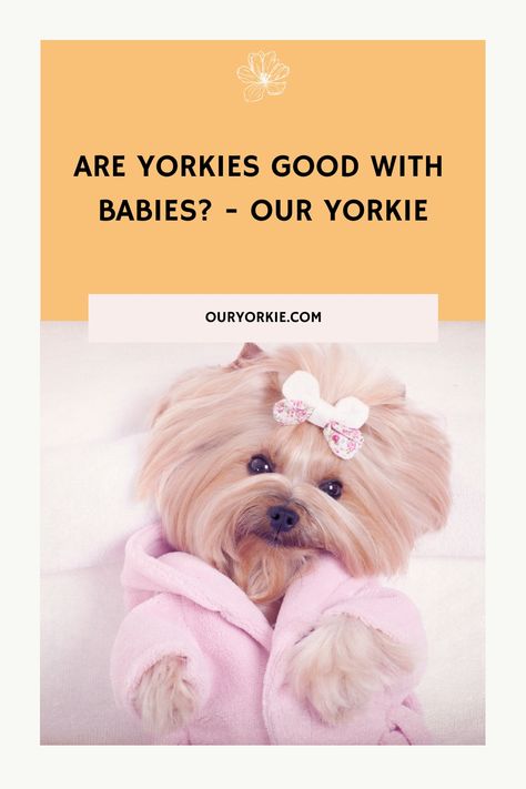 Anyone who would like to adopt a Yorkie will need the answer to this question “Are yorkies good with babies?”. Male Yorkie, Yorkie Hair, Yorkie Poo Puppies, Aggressive Dog Breeds, Silky Terrier, Teacup Yorkie, Dog List, Yorkie Poo, Yorkie Dogs