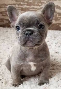 Super Cute Puppies, French Bull, French Bulldog Puppies, Cute Dogs And Puppies, Bulldog Puppies, French Bulldogs, Baby Dogs, Adorable Animals