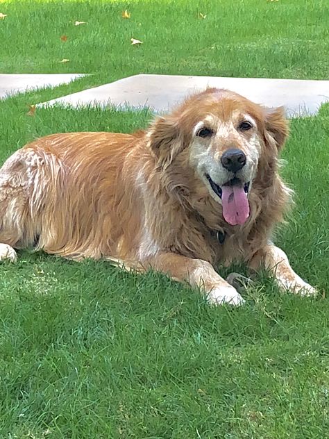 Older Golden Retriever, Angry Golden Retriever, Perros Golden Retriever, Old Fat, Silly Golden Retriever, Golden Retriever Baby, Golden Retriever Running, Old Golden Retriever, Golden Retriever Being Silly