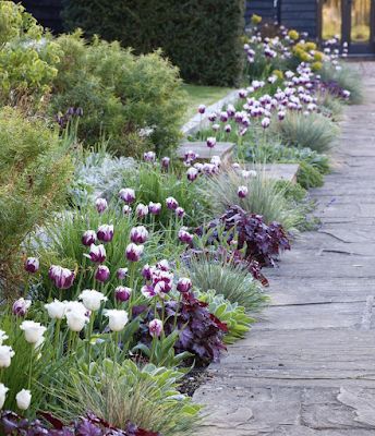 Content in a Cottage: Tulips and Grasses in A Border Landscape Design Garden, Front Yard Ideas, Walkway Design, Landscaping Inspiration, Garden Makeover, Have Inspiration, Outdoor Gardens Design, Patio Landscaping, Front Yard Garden