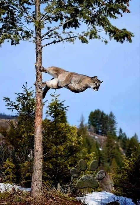 About to pounce Wojskowy Humor, Exotic Cats, Interesting Animals, Mountain Lion, Caught On Camera, The Trunk, Majestic Animals, Wildlife Animals, Animal Planet