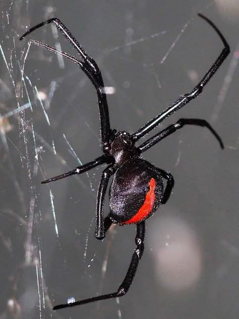 Black Widow Spider Photography, Spider Reference Photo, Black Widow Spider Aesthetic, Spiders Aesthetic, Spider Reference, Spider Bites Piercing, Tattoo Spiderman, Spider Images, Spiderman Party Ideas