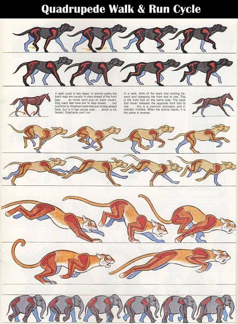 Walk/Run 4-legged Walkcycle Animation, Walk Cycle, Run Cycle, Fennec Fox, Animation Sketches, Animal Study, Walt Disney Animation, Animation Tutorial, Hand Draw