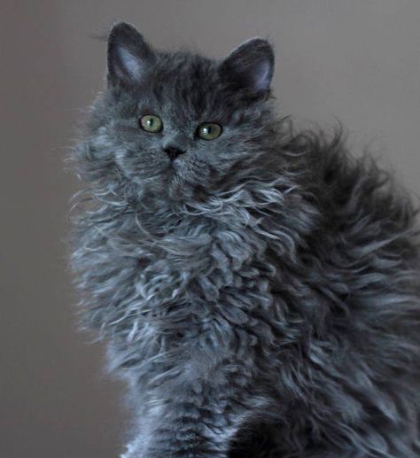 Curly Haired Cat, Selkirk Rex Kittens, Curly Cat, Selkirk Rex, Rex Cat, Gorgeous Cats, Kittens And Puppies, Domestic Cat, To The Rescue