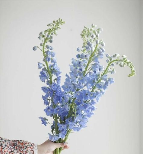 Delphinium, Blue Flowers, Flowers, Blue, White