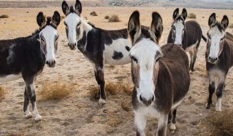 Spotted Donkey, Donkey Breeds, Mammoth Jackstock, Miniature Donkey, Painting References, Pull Cart, Rare Breed, The Donkey, American Southwest