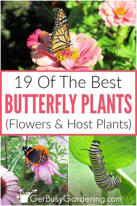 Flowers For Butterflies, Flowers That Attract Butterflies, Butterfly Garden Plants, Plants That Attract Butterflies, Butterfly Garden Design, Butterfly Habitat, Pollinator Plants, Gardening Design, Mint Plants