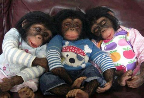 Changuitos Baby Chimpanzee, Funny Dp, Monkey Doll, Monkey Pictures, Pet Monkey, Baby Animals Pictures, Monkeys Funny, Cute Monkey, Baby Monkey