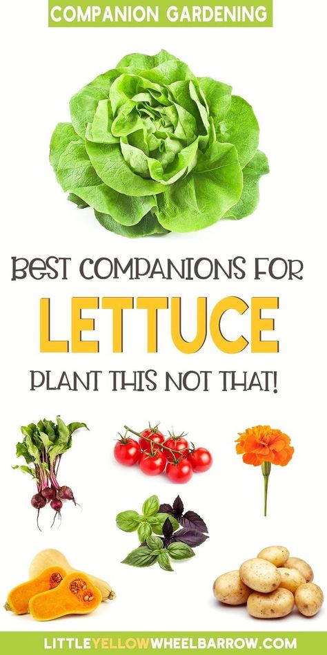 What To Grow With Lettuce, What To Plant With Lettuce, Lettuce Growing Tips, Lettuce Companion Plants, Lettuce Garden Ideas, Planting Lettuce In Containers, Flowers To Plant With Vegetables, When To Plant Lettuce, Growing Lettuce In Containers