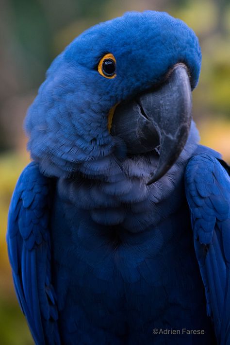 Blue Throated Macaw, Blue Macaw Parrot, Blue Hyacinth Macaw, Blue Spix Macaw, Hyacinth Macaw Art, Macaw Art, Amazon Animals, Hyacinth Macaw Pets, Hyacinth Macaw