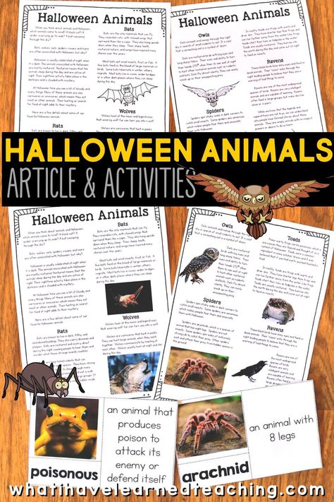 Halloween Animals nonfiction article and comprehension activities that help elementary students learn all about Halloween Animals. This resource has an informational article in two formats, fact sorting activity, cloze read, and more comprehension resources for the month of October. It makes a great non-Halloween activity for students. #HalloweenAnimals #informationalreading October Elementary Activities, Halloween Unit Study, Halloween Reading Activity, Halloween Homeschool, Halloween Reading Comprehension, Homeschool Adventures, Articles Activities, Halloween Classroom Activities, Halloween Teaching