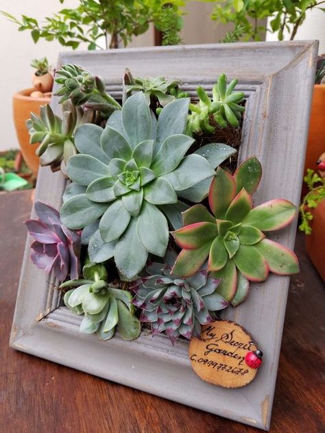 Succulents, plants, DIY, potted plants, succulents idea. Make A Picture Frame, Succulent Frame, Succulent Display, Succulent Wall Art, Succulent Garden Diy, Succulent Wall, Succulent Gardening, Mini Succulents, Succulent Terrarium