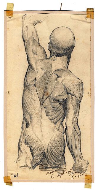 Body - Back View [FMUL_5 / MM-DA-130 - 15 x 29 cm] | Flickr Anatomical Drawings, Human Muscle Anatomy, Anatomy Images, Anatomy Sculpture, Human Anatomy Drawing, Human Anatomy Art, Anatomy Sketches, Anatomy For Artists, Have Inspiration