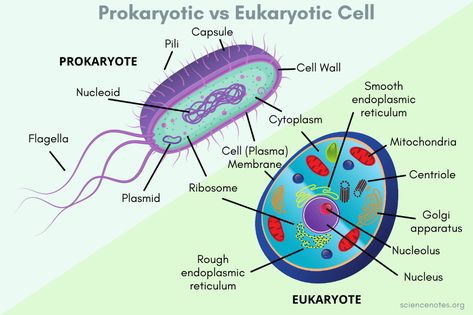 Prokaryotic vs Eukaryotic - Similarities and Differences Eukaryotes And Prokaryotes, Prokaryotic Cell Drawing, Prokaryotic Vs Eukaryotic Cells, Prokaryotes And Eukaryotes, Prokaryotes Vs Eukaryotes, Prokaryotic And Eukaryotic Cells, Cell Drawing, Nuclear Membrane, Prokaryotic Cell