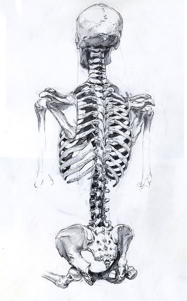 Anatomy Bones, Skeleton Anatomy, Skeleton Drawings, Human Figure Drawing, Human Anatomy Art, Anatomy Sketches, Anatomy For Artists, Skeleton Art, A Skeleton