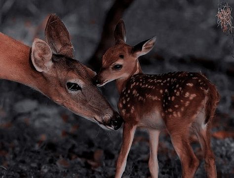 Deer Wallpaper, Deer Family, Lily Evans, Pretty Animals, Baby Deer, Pics Art, Beautiful Creatures, Animal Photography, Animals Beautiful