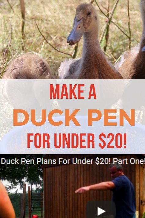 Build a duck pen for under $20 with this video tutorial! Part One: Building the frame. #chickens #backyardchickens #homesteading #DIY #project #pets Diy Small Duck Coop, Duck Pens Diy, Duck Pin Ideas, Diy Duck Coop Ideas, Duck Coops Diy, Diy Duck House Pallets, Easy Diy Duck Coop, Diy Duck Pen Ideas, Easy Diy Duck House