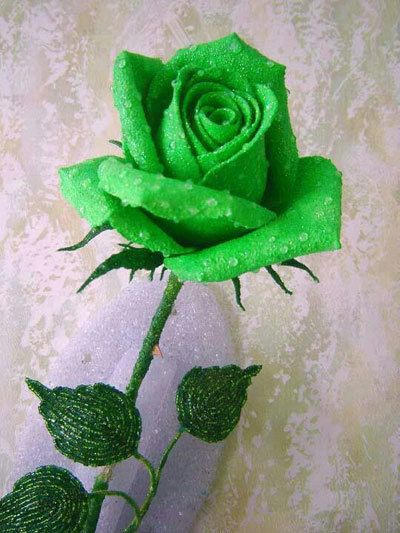 Top 10 Most Beautiful Green Roses Green Roses, Rose Seeds, Rose Flower Wallpaper, Lovely Flowers Wallpaper, Beauty Nature, Rare Flowers, Beautiful Rose Flowers, Beautiful Flowers Pictures, Rose Wallpaper