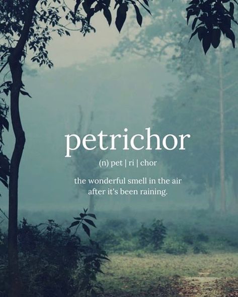 Petrichor - love this smell! . Its the smell of rain either as it falls or in anticipation of it falling. The source of this smell is from a combination of oils secreted by plants during dry weather (which signals to halt root growth and seed germination) and chemicals released by soil-dwelling bacteria. . #sweeneylandscspedesign #rain #petrichor #earth #summerrain #clay #soil #water #natural #nature #smellofrain #smell #geosmin #actinobacteria Nature, Rain Quotes, Smell Of Rain, Unique Words Definitions, Travel Words, Lovers Quotes, Unusual Words, Rare Words, Word Definitions