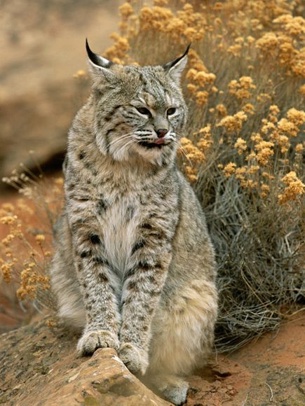 Bobcats, named for their "bobbed" tails, have ears that resemble their feline cousin, the lynx. Bobcat Pictures, Bob Cat, Cat Family, Cheetahs, Large Cats, Wildlife Animals, Lynx, Beautiful Cats, Big Cats