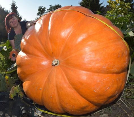 From special seeds to helpful fungi, creating a monster takes more than just sunlight and soil Pumpkin Seeds Benefits, Planting Pumpkins, Pumpkin Diy, Biggest Pumpkin, Large Pumpkins, Giant Pumpkin, Vegetable Garden Raised Beds, Happy Farm, Growing Pumpkins