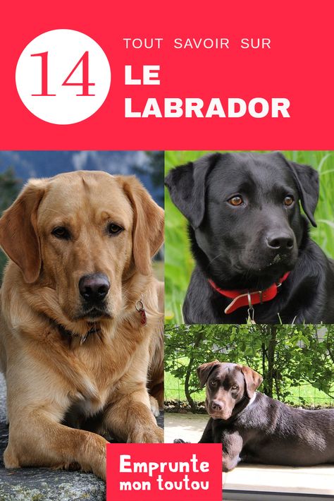 Le labrador est un des chiens les plus répandus dans la toutousphère 🐕 ! Avec son caractère gentil et affectueux, il est vrai que c'est le compagnon idéal des familles 👨‍👩‍👧‍👧 ! Mais connaissez-vous tout sur le Labrador ⁉️Réponse dans notre canifiche! Labrador Noir, Golden Retriever, Labrador Retriever, Labrador, Puppies, Education, Dogs, Animals