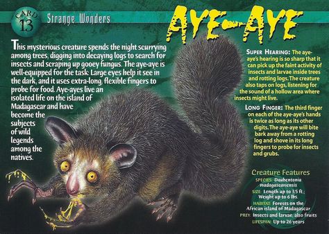 Aye-Aye | Wierd N'wild Creatures Wiki | Fandom powered by Wikia Zoo Signage, Scary Animals, Aye Aye, Monster Cards, Number 13, Wild Creatures, Large Eyes, Animal Species, Animal Facts