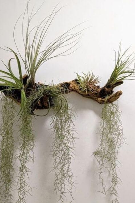 Air plants, also known as Tillandsia, are low-maintenance plants that require no soil to grow. They are a popular choice for home… Projects With Scrap Wood, Air Plant Art, Takken Decor, Air Plants Diy, Air Plant Garden, Plant Display Ideas, Air Plants Decor, Projects For Home, Driftwood Art Diy