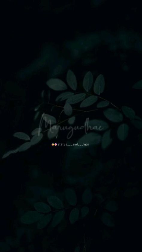 Mellinamae Song Status, New Malayalam Song Lyrics, Fun Lyrics, Music Love Quotes, Heart Video, Pink Song Lyrics, New Album Song, Female Songs, Tamil Songs Lyrics