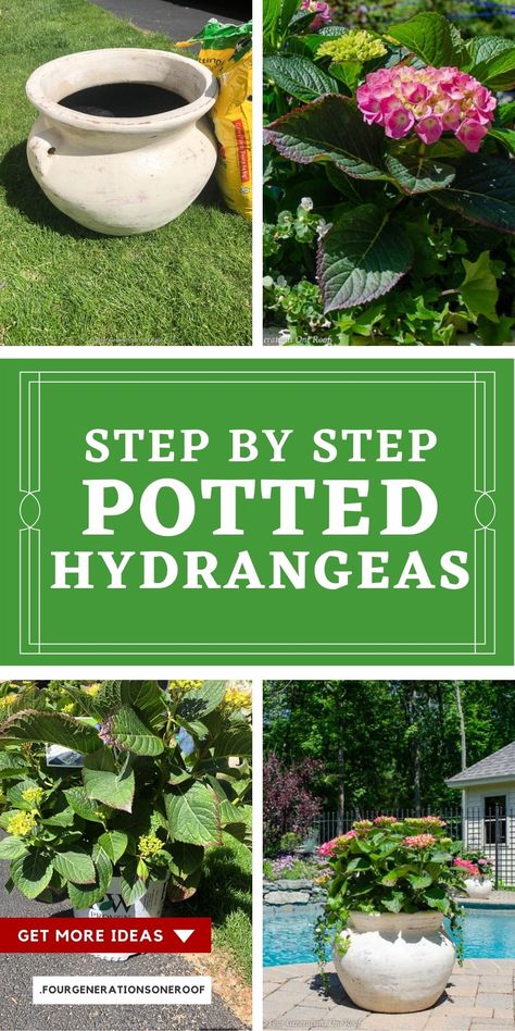 Why I am potting hydrangeas for around my pool! How to pot hydrangeas and bacopa to create a resort style look around your pool, patio or deck. #pottedhydrangeas #howtopothydrangeas # Potted Hydrangea Care, Hydrangeas In Pots, Perennial Bushes, Hydrangea Potted, Hydrangea Landscaping, Big Leaf Hydrangea, Bigleaf Hydrangea, Summer Planter, Deck Planters