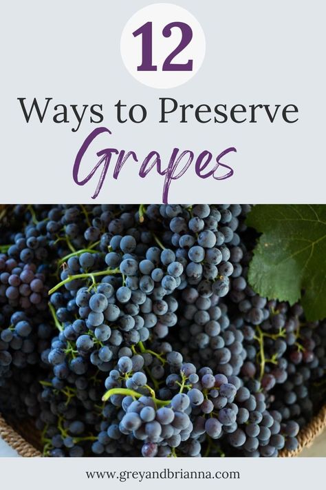 Concord grapes Preserve Grapes, Concord Grape Wine Recipe, Concord Grape Juice Recipe, Can You Freeze Grapes, City Homestead, Concord Grape Recipes, Grape Wine Recipe, Grape Jam Recipe, Homemade Grape Juice